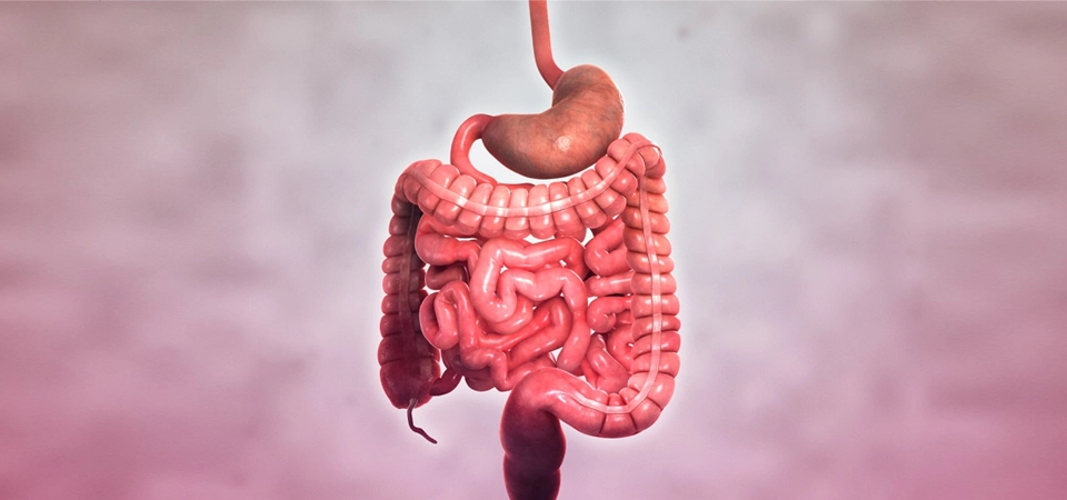 Inflammatory Bowel Disease: Regulation Medicine, a Holistic and Neural Therapy Approach The term inflammatory, or otherwise known as chronic inflammatory, bowel disease is used to combine Crohn's disease and ulcerative colitis.