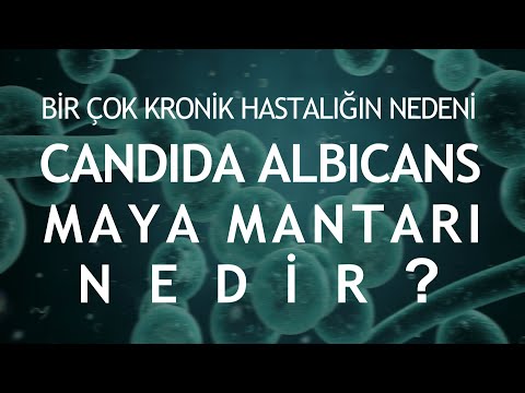 The cause of many chronic diseases: What is Candida Albicans (yeast fungus)?