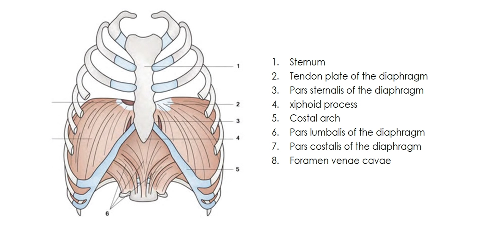 Diaphragm Dysfunctions and Their Treatment: Neural Therapy and Manual Medicine as Effective Approaches - Fatma Gülçin URAL NAZLIKUL1,2,3 and Hüseyin NAZLIKUL 3,4,5,6