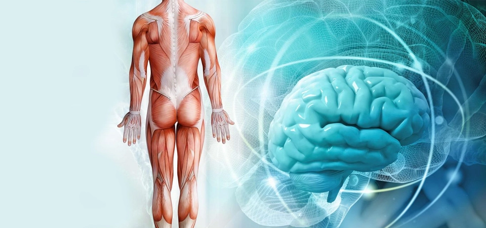 Fibromyalgia and Neural Therapy: An Effective Solution Get Rid of Fibromyalgia with Neural Therapy