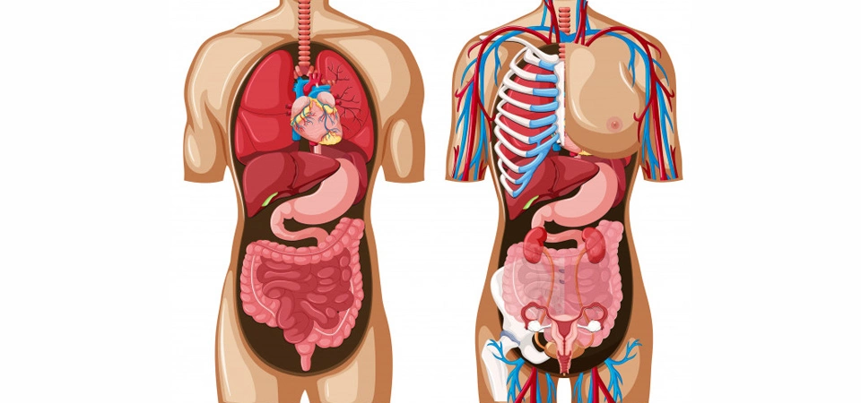 What Happens in the Body When Illness Occurs? Our health is put at risk when the stable and delicately maintained balance among all our organ systems is disrupted.